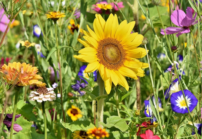Fantastical Garden